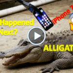 What Happens If an Alligator Bites an iPhone 7, iphone 7 vs alligator, alligator, iphone 7,
