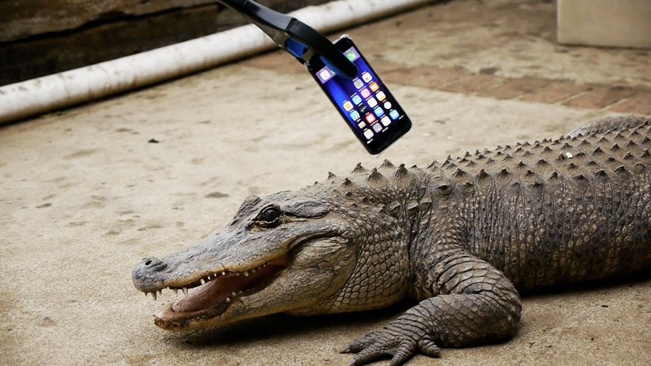 What Happens If an Alligator Bites an iPhone 7, iphone 7 vs alligator, alligator, iphone 7, 